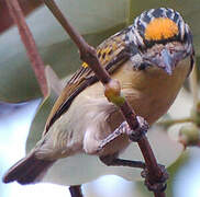 Yellow-fronted Tinkerbird