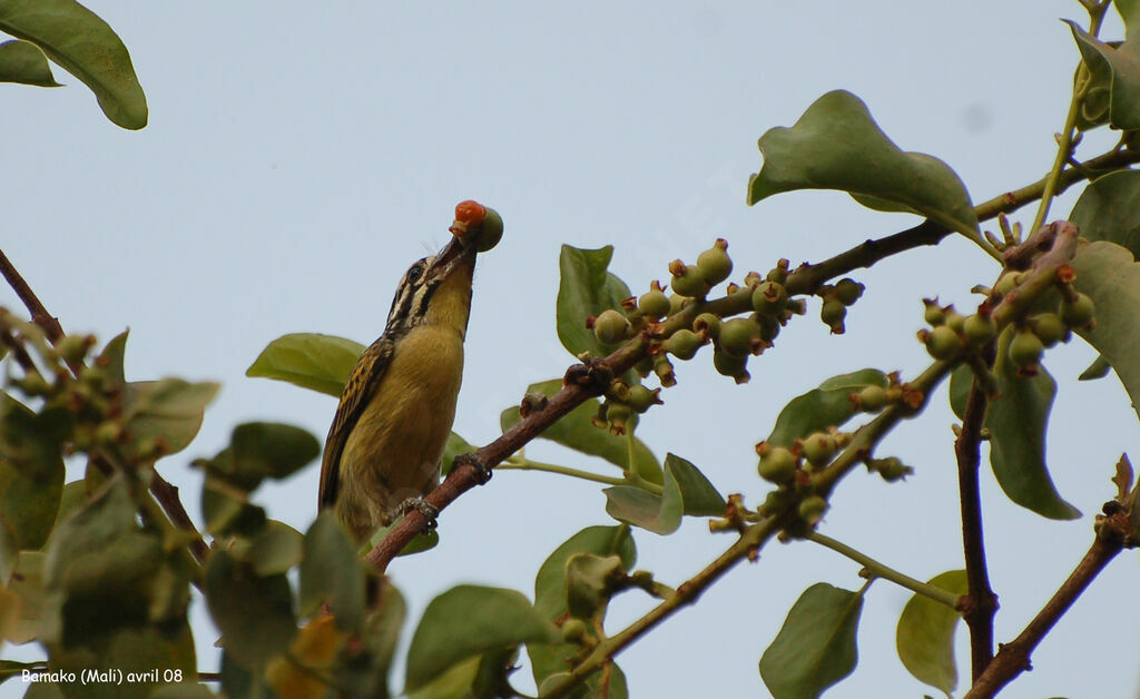 Yellow-fronted Tinkerbird