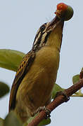 Yellow-fronted Tinkerbird