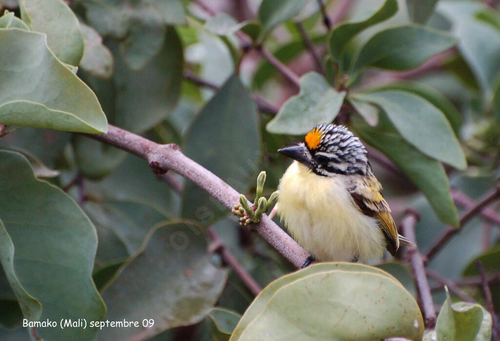 Yellow-fronted Tinkerbirdadult