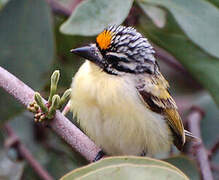 Yellow-fronted Tinkerbird