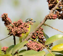 Yellow-fronted Tinkerbird