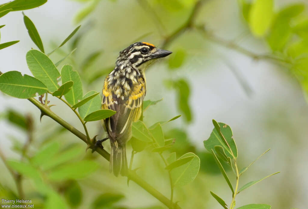 Yellow-fronted Tinkerbirdadult