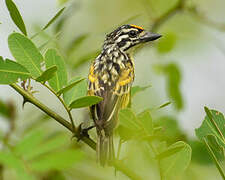 Yellow-fronted Tinkerbird