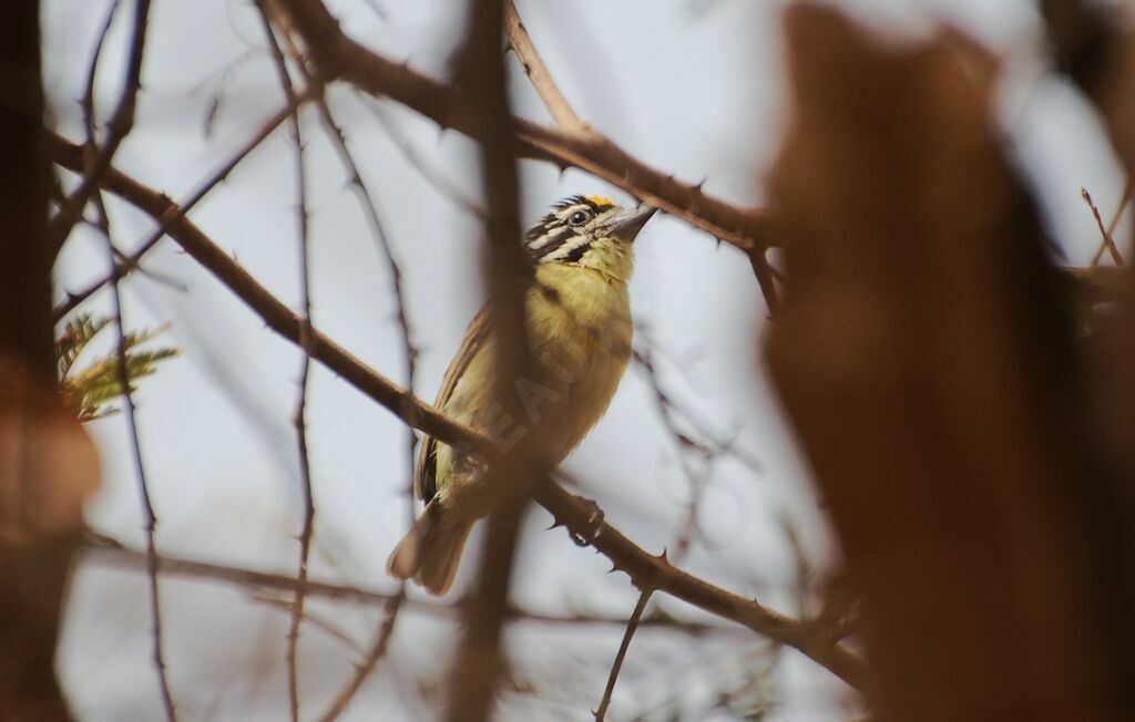 Barbion à front jaune, identification