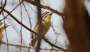 Yellow-fronted Tinkerbird