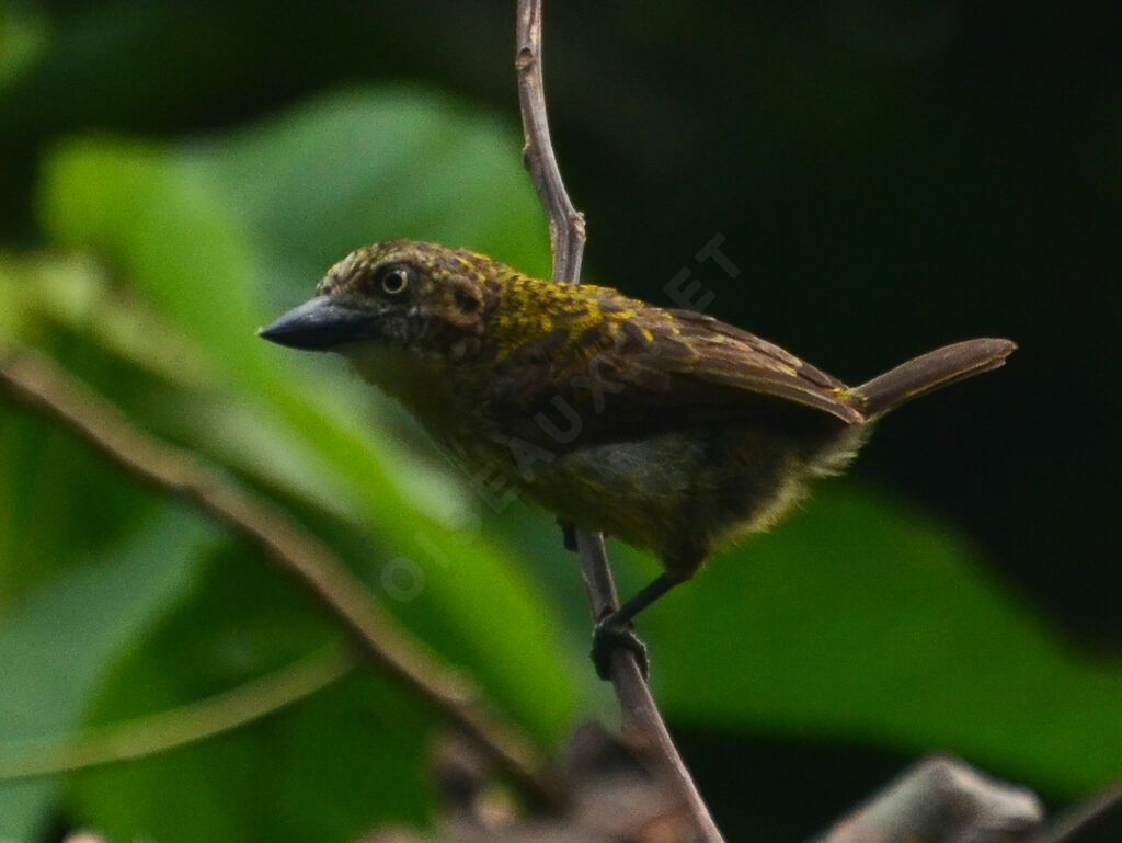 Barbion grivelé, identification