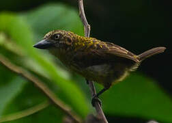 Speckled Tinkerbird