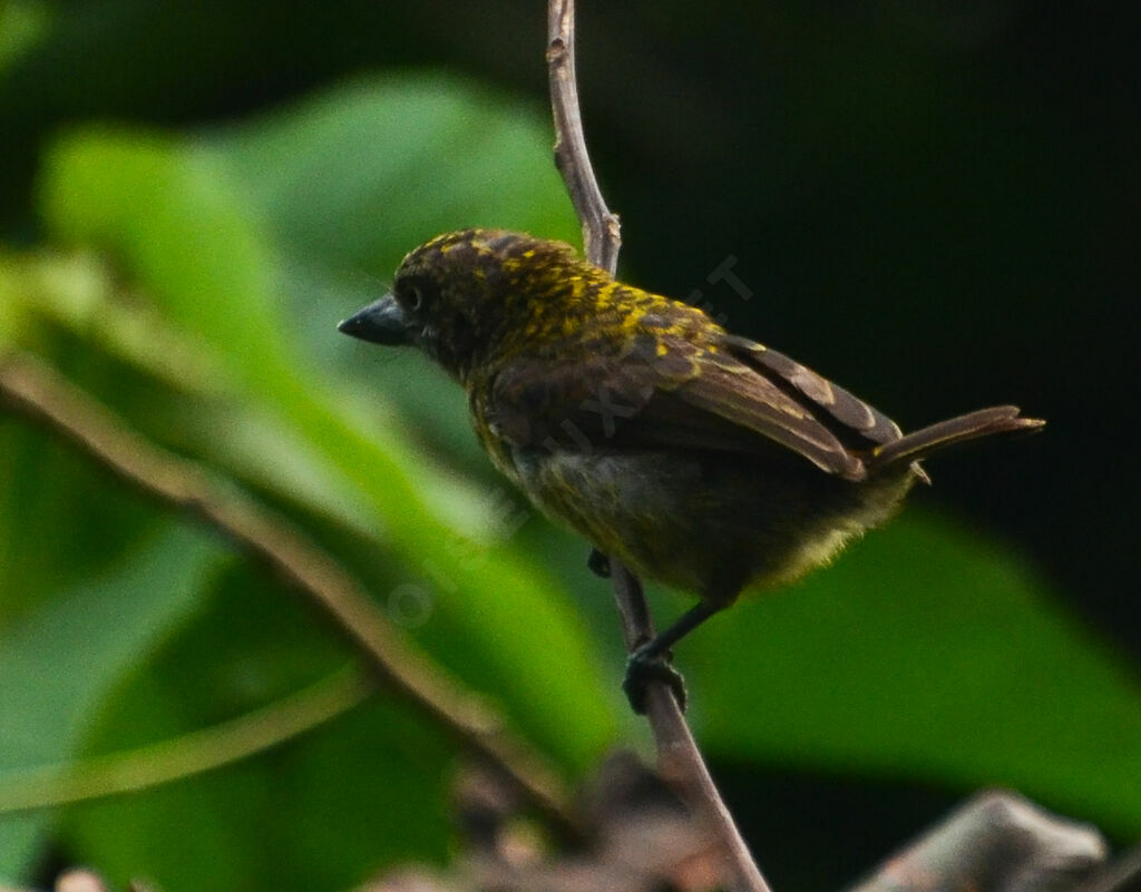 Speckled Tinkerbirdadult