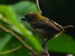 Speckled Tinkerbird