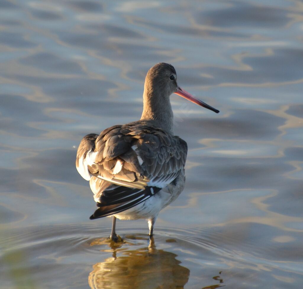 Black-tailed Godwitadult, identification