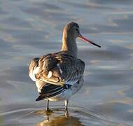 Black-tailed Godwit