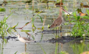 Black-tailed Godwit