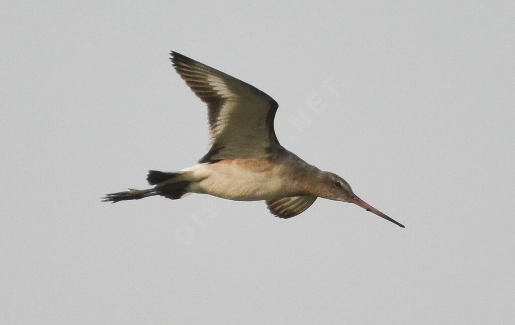 Black-tailed Godwit, Flight