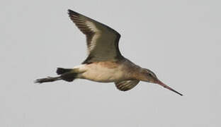 Black-tailed Godwit