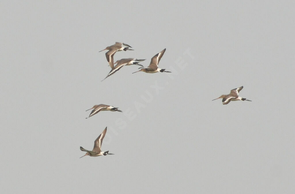 Black-tailed Godwit, Flight