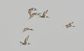 Black-tailed Godwit