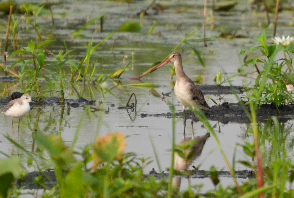 Black-tailed Godwitadult