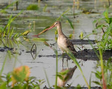 Black-tailed Godwit