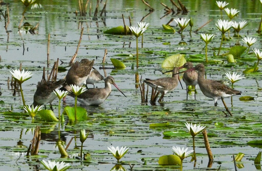 Black-tailed Godwit