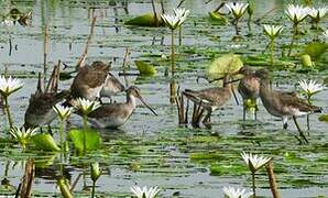 Black-tailed Godwit