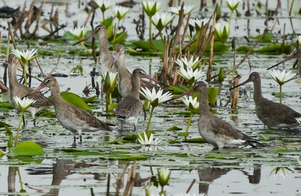 Black-tailed Godwit