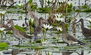 Black-tailed Godwit