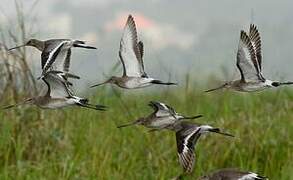 Black-tailed Godwit