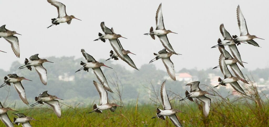 Black-tailed Godwit, Flight