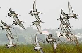 Black-tailed Godwit