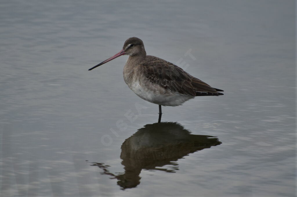 Black-tailed Godwitadult, identification