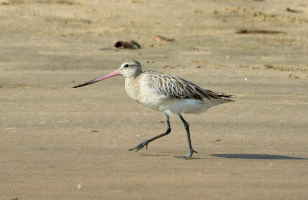 Bar-tailed Godwitadult post breeding, identification