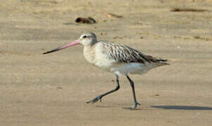 Bar-tailed Godwit