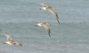 Bar-tailed Godwit