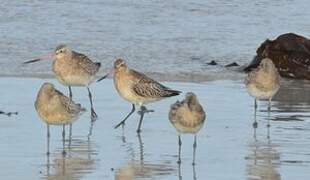 Bar-tailed Godwit