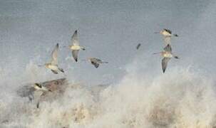 Bar-tailed Godwit