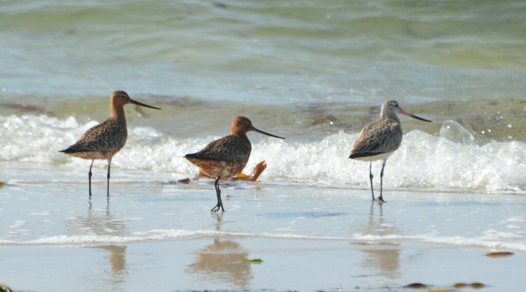 Bar-tailed Godwit