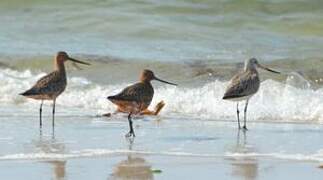 Bar-tailed Godwit