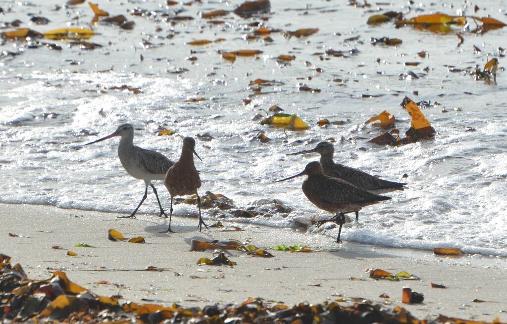 Bar-tailed Godwit