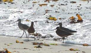 Bar-tailed Godwit