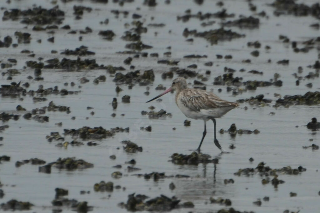 Bar-tailed Godwitadult