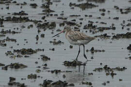 Bar-tailed Godwit