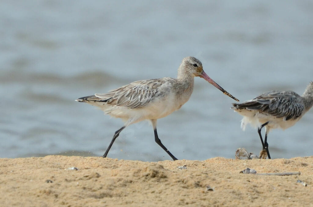 Bar-tailed Godwit