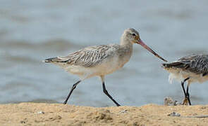 Bar-tailed Godwit