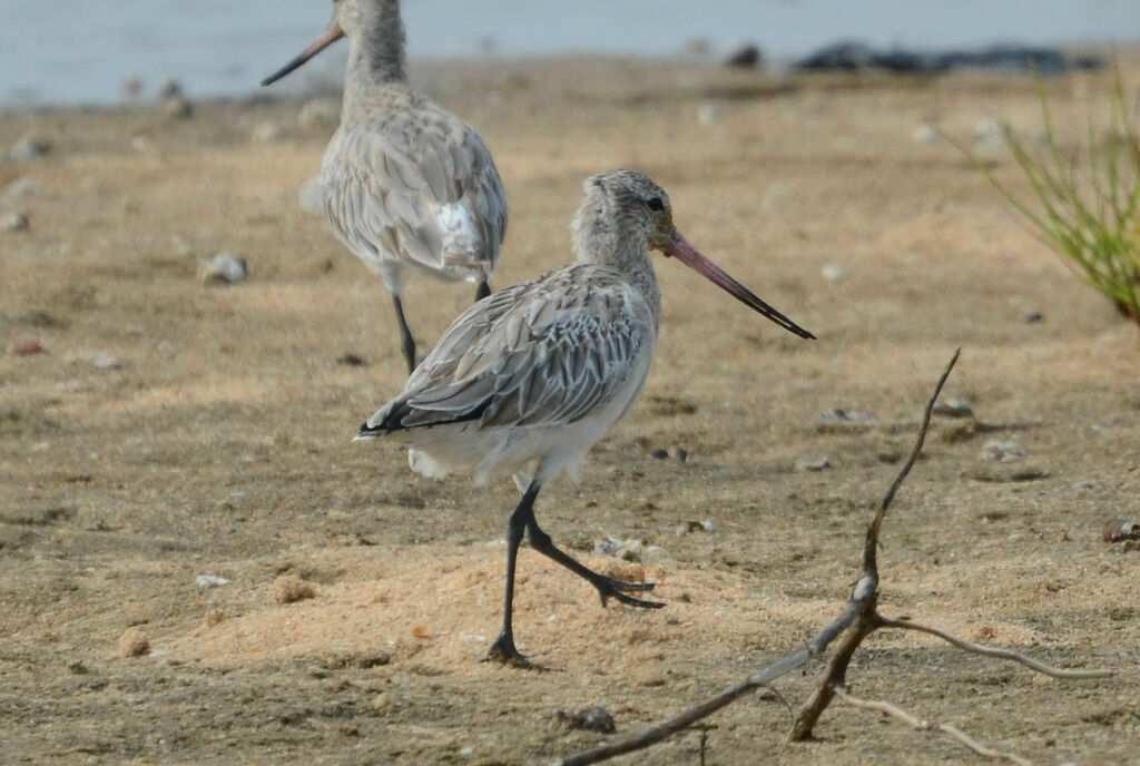 Bar-tailed Godwit