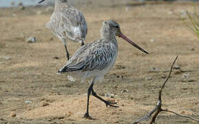 Bar-tailed Godwit