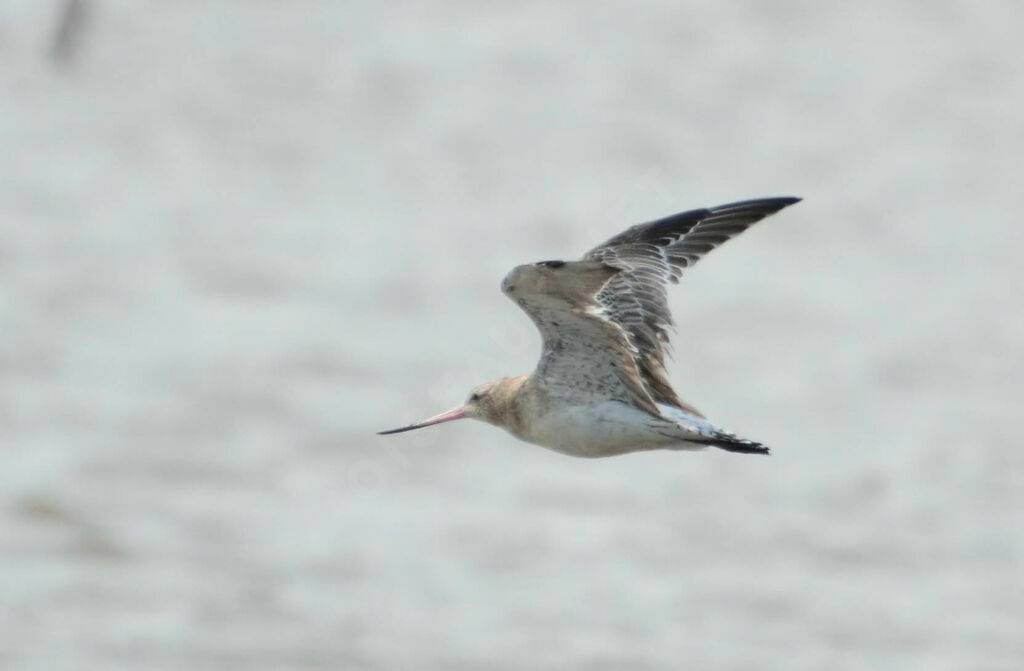 Bar-tailed Godwit