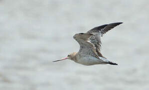 Bar-tailed Godwit