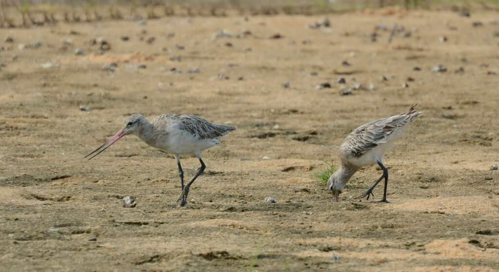 Bar-tailed Godwit