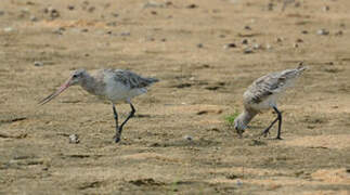 Bar-tailed Godwit